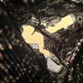 Printed ruffled skort Image 6