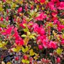 Azalea Evergreen Plants Image 8