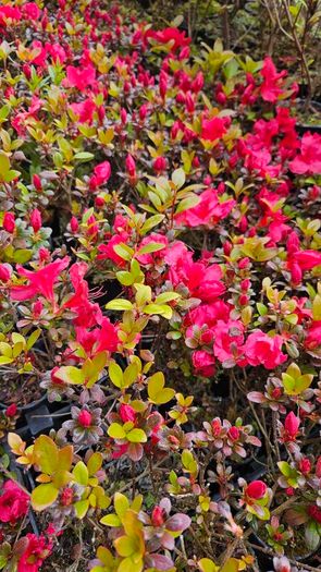 Azalea Evergreen Plants