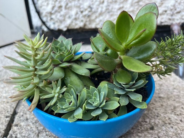 succulent pot