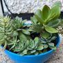 succulent pot Image 2