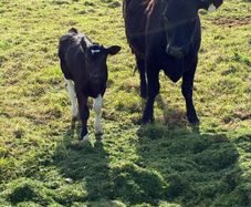 Angus heifer with limousine heifer calf