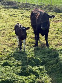 Angus heifer with limousine heifer calf