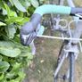 Trek Lexa (Womens)- Fully serviced this week Image 6