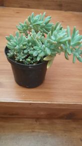Beautiful Plant