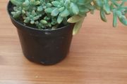 Beautiful Plant
