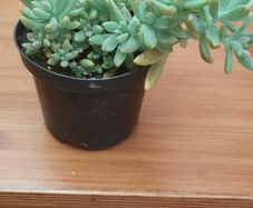 Beautiful Plant