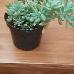 Beautiful Plant