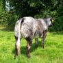 5x Maiden Heifers Image 10
