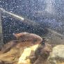 fish tanks Image 9