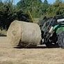 Good quality hay Image 2