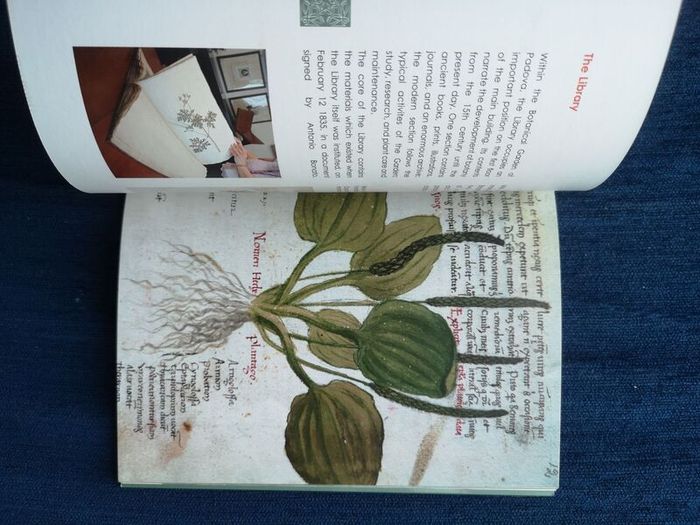 1545 The Hortus Simplicium Of Padova - The Oldest University Botanical Garden In The World