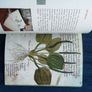 1545 The Hortus Simplicium Of Padova - The Oldest University Botanical Garden In The World Image 6
