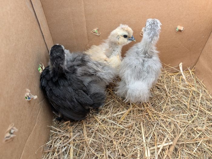 silkie and pekin chicks