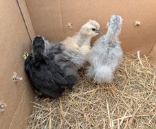 silkie and pekin chicks