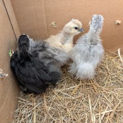 silkie and pekin chicks