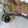 XL Honeysuckle Image 2