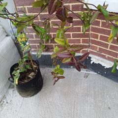 XL Honeysuckle 10ft+