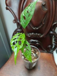 Monstera Obliqua Peru