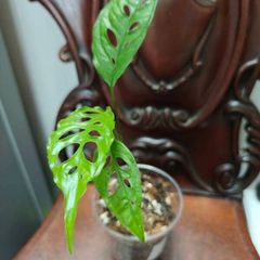 Monstera Obliqua Peru