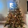 Christmas tree Image 5