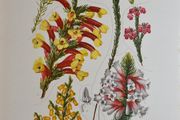 1932 Vintage Botanical Print Ericaceae Plate 3