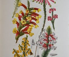 1932 Vintage Botanical Print Ericaceae Plate 3