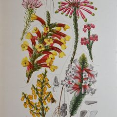 1932 Vintage Botanical Print Ericaceae Plate 3