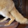 Vintage Taxidermy Red Fox Image 3