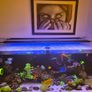 Two 39 inch AI blades for sale - 1 Grow and the other Glow. Image 2