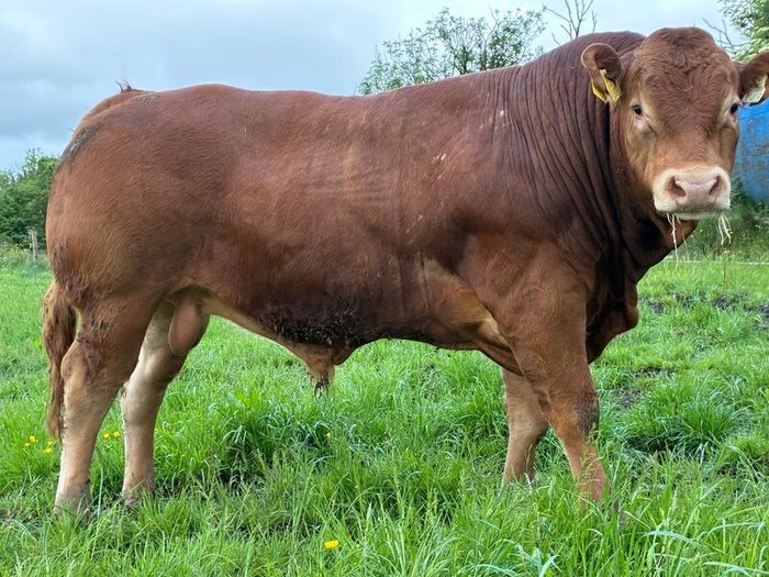 Limousion bull