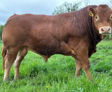 Limousion bull
