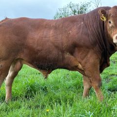 Limousion bull