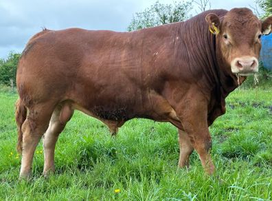 Limousion bull