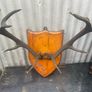 Antique Mounted  nine point Antlers on a shield plaque c1890 Image 3