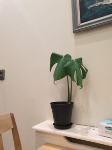 Monstera Plant