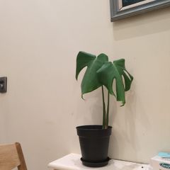 Monstera Plant
