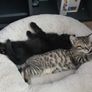 Kittens for Adoption Image 3