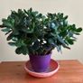 House plants Image 9
