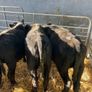 Aa Bulls Weanlings Image 5