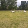 Hoggets Image 3