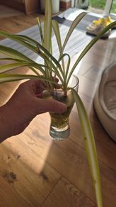 Spiderplant cuttings FREE