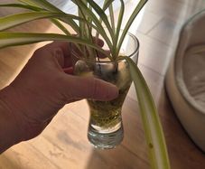 Spiderplant cuttings FREE