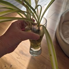 Spiderplant cuttings FREE