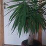 yucca Image 2