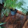 Large parlour palm Image 3