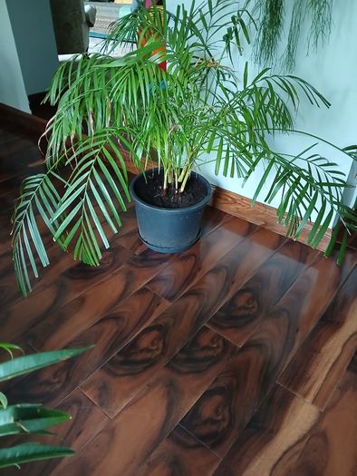Large parlour palm