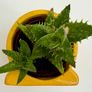 Small Succulent Image 3