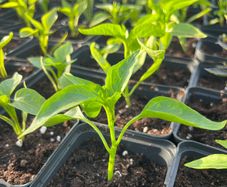Pepper and Chili Plants
