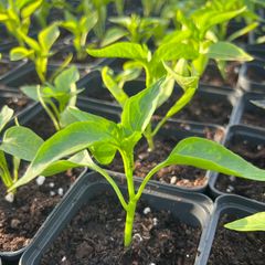 Pepper and Chili Plants